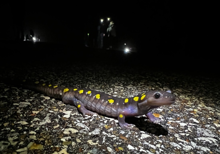 Spotted Salamander